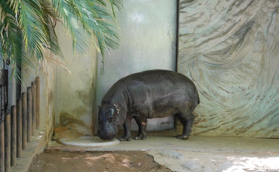 上野动物园侏儒河马