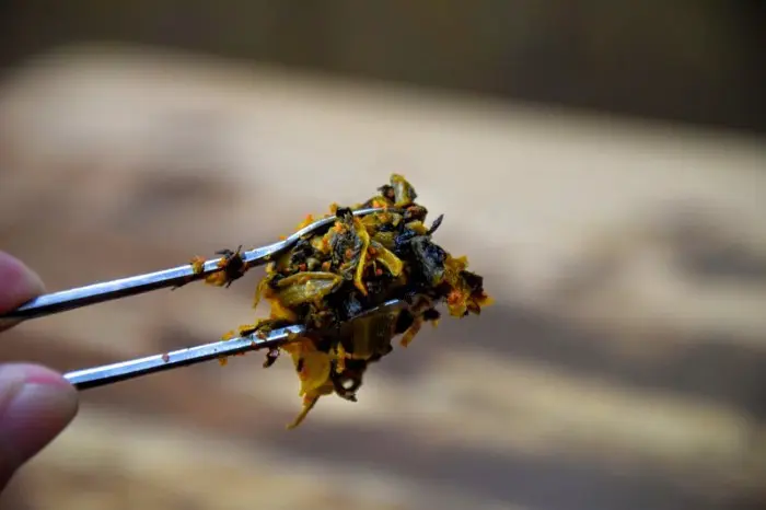 tonkotsu_ramen_20151225_h-700x466