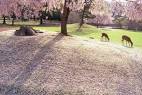 20160216narapark