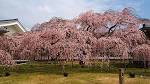 Bunga Shidarezakura di Kuil Daigo. Ini adalah tempat terbaik untuk melihat bunga sakura di Kyoto.