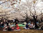 Pemandangan kegiatan hanami di Taman Yoyogi