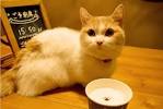neco_cafe1