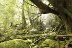 yakushima_20151203_a