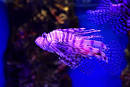EPSON-Aqua-Park-Shinagawa_2