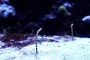 EPSON-Aqua-Park-Shinagawa_5