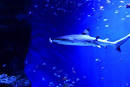EPSON-Aqua-Park-Shinagawa_7