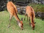 deer
