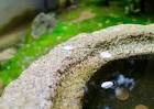th_kanazawa_shiro_2016_0417i