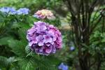 oita_amagase4