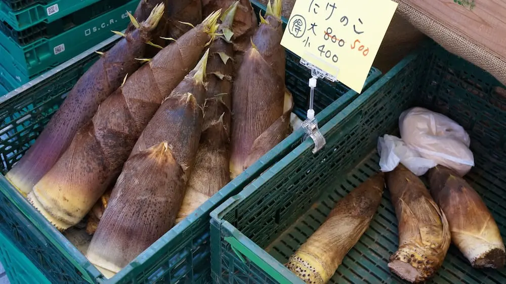 【2025】日本の春とは？3月〜5月の桜の開花情報、気候、適した服装