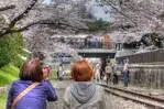 문호・타니자키 쥰이치로가 사랑한 벚꽃도 있다! 교토・오카자키에서 렛츠 꽃구경!