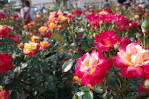 th_IMGP7615