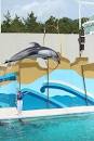 Dolphin Show