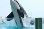 Superjump of the Gigantic whale