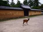 鹿と寺