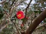 椿の花