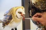 7400 Gambar Burung Hantu Barn Owl HD Terbaru