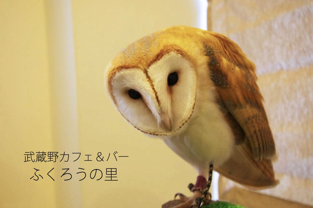 吉祥寺でフクロウと触れ合う 武蔵野カフェ バー ふくろうの里 Matcha 訪日外国人観光客向けwebマガジン