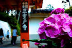 梅雨 来自宇治的花信 在三室戸寺 倾听雨季紫阳花花语 Matcha 日本旅游网络杂志