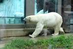 日本と世界の動物が集まる 上野動物園 へ行こう Matcha 訪日外国人観光客向けwebマガジン