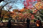 shinjukugyoen_20150903
