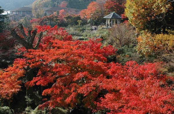 箱根 賞楓 金秋賞楓絕美地點5選 Matcha 日本線上旅遊觀光雜誌