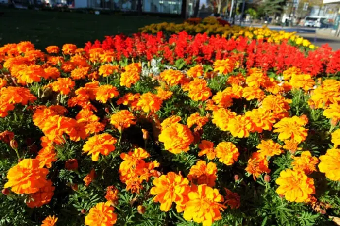 El símbolo de Sapporo: ¡visitemos la torre de televisión de Sapporo!