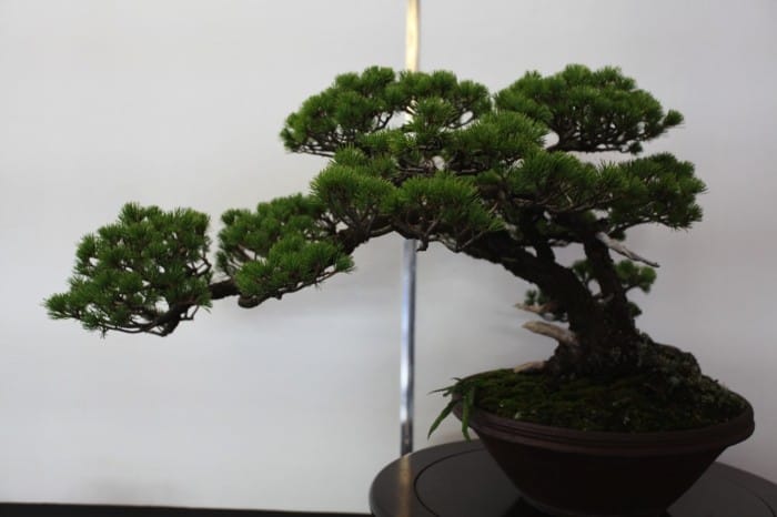 Hasil gambar untuk Museum Seni Omiya Bonsai (Saitama-shi)