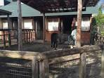 乗馬ポニー