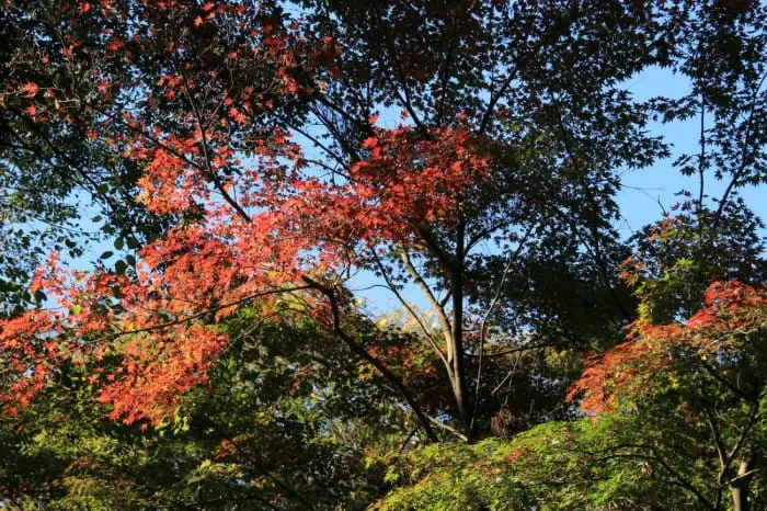 todorokikeikoku20151207h