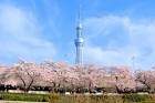 スカイツリーと桜