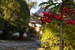 genkoan_garden03