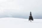 nhk_biei_20160119j