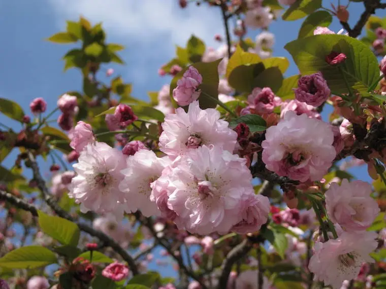 【2025最新】九州賞櫻景點10選！迷人的大自然和櫻花絕景