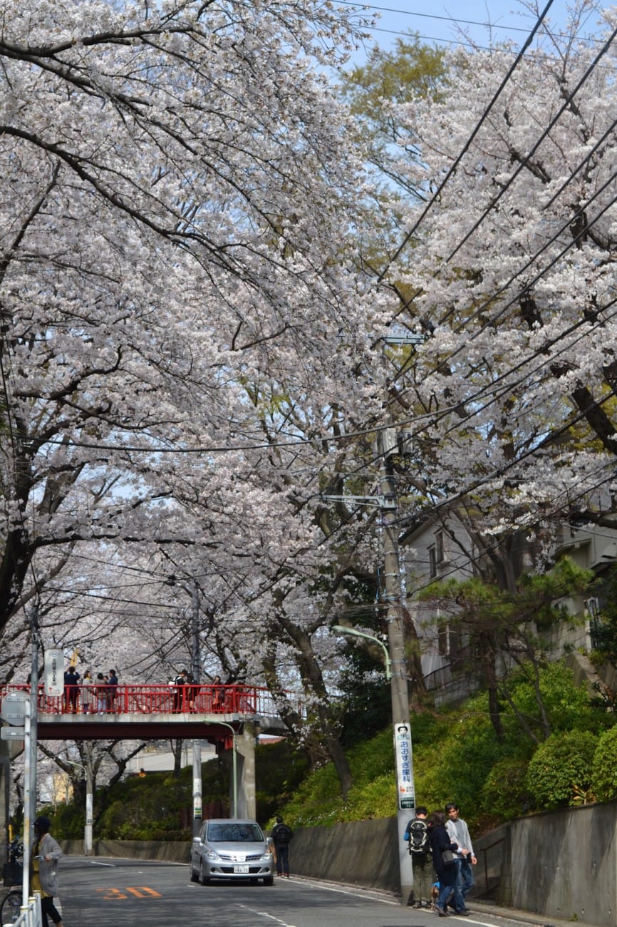 絶景 福山雅治 桜坂 の舞台で見る 春だけの ピンクのトンネル Matcha 訪日外国人観光客向けwebマガジン