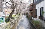 takaseriver cherryblossom