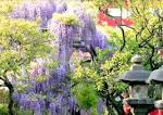 桜が散ったら次はこれ 春の花 藤 の名所 亀戸天神社 Matcha 訪日外国人観光客向けwebマガジン