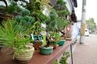 th_osaka_bonsai_cafe_20160405b