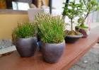 th_osaka_bonsai_cafe_20160405d