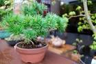 th_osaka_bonsai_cafe_20160405e