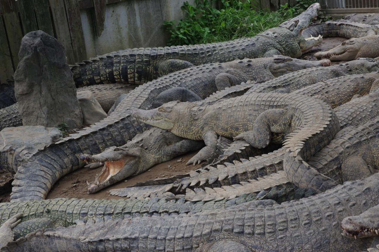 別府可不只有溫泉 別府推薦觀光景點介紹 欣傳媒