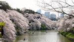 東京 櫻