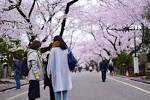 sakura03