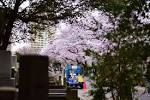 sakura08
