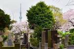 sakura11