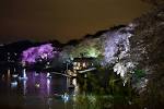 sakura6