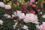 rose20160627