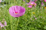 P4450266
