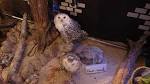 owl-no-mori-0708-03