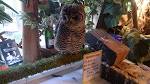 owl-no-mori-0708-04